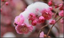 雪中梅花