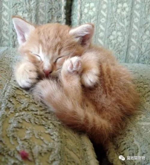 我喜欢猫