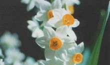 我最喜欢的水仙花