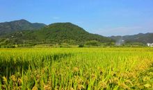 我爱故乡的田野