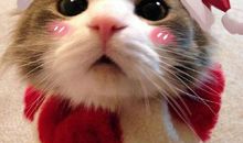 我是一个富有爱心的孩子