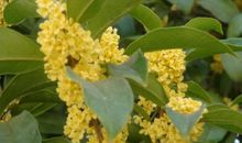 因为你，我爱上桂花