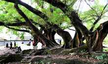 阳光下的大榕树