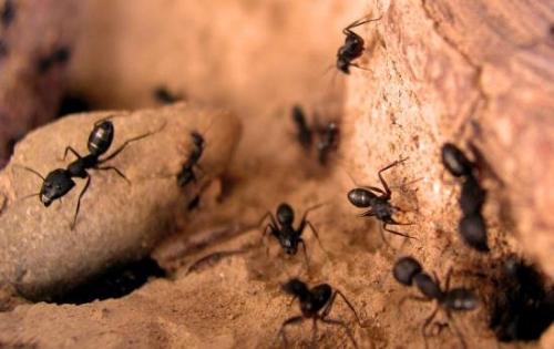 从蚂蚁那里获得灵感