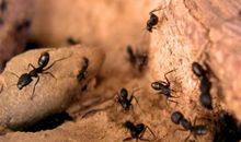 从蚂蚁身上得到启示