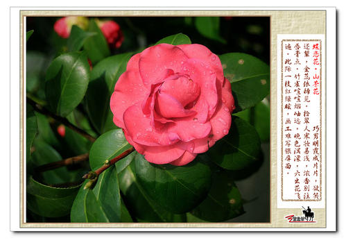 竹茶花