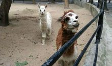 中山公园动物园