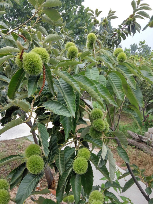 我的板栗树