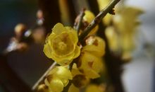 描写腊梅花的作文