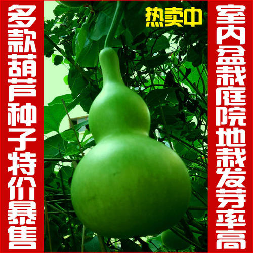 等待葫芦发芽