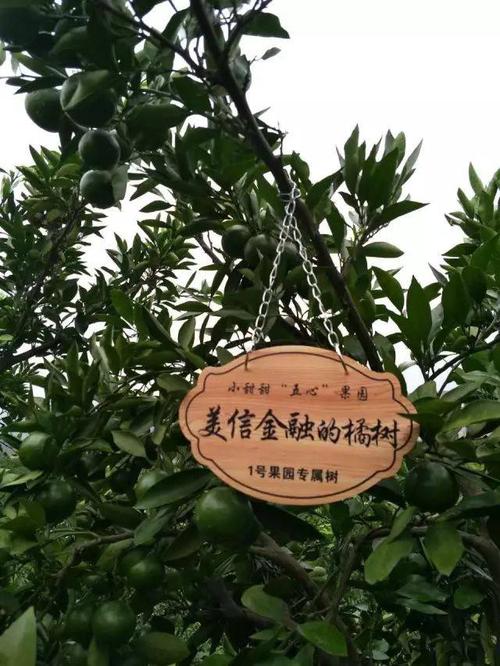 橘树的故事
