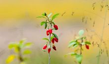 去外婆家过中秋