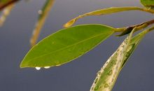 珍藏那一份阳光