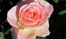 我们家的月季花