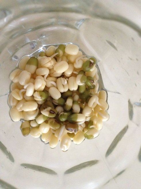 六本绿豆观察日记