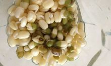 绿豆观察日记六则