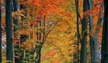 追赶秋风中的落叶