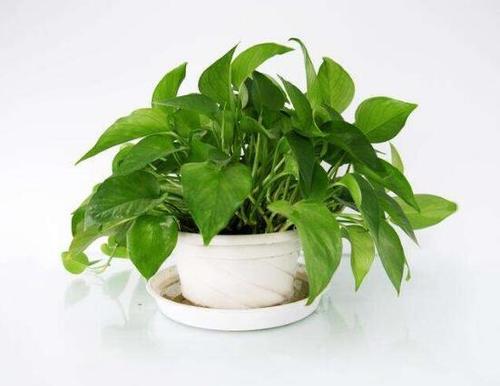 我们的绿色莳萝