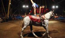 我的狗狗“马戏团”