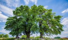 院里的那棵大树