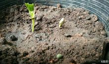 新生命带来的喜悦