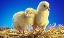 观察小鸡