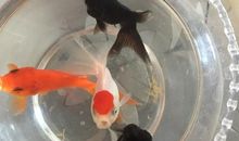 观察小金鱼的日记