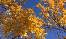 我爱秋日的暖阳