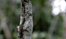 假如我会隐身术