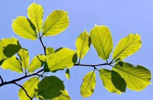 四个季节的叶子