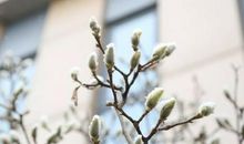 春天，我想对你说