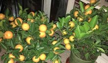 阳台上有盆橘树