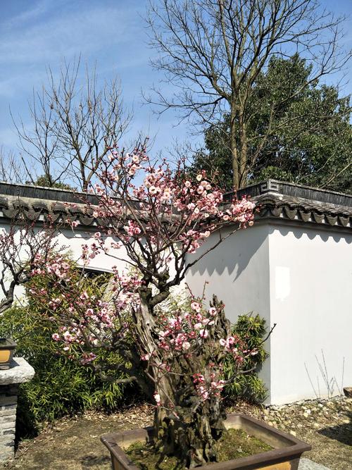 游美媛