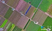 雨幕中的一抹绿