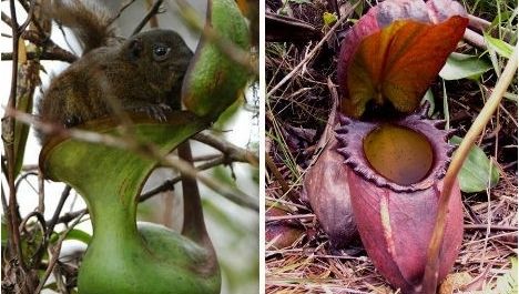 我喜欢水罐植物