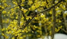 记忆里一抹淡淡清香