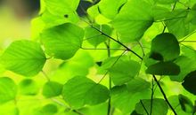 震撼我的那一抹翠绿