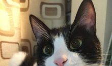 不一样的小胖子