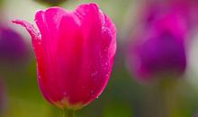 描写郁金香的作文