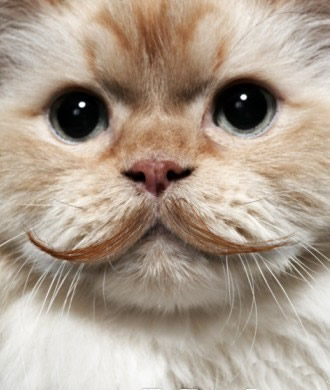 爷爷喂猫