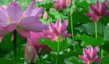 沁人心扉的缕缕书香