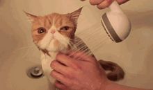 猫咪“脱衣”记