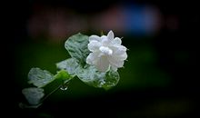风雨中的茉莉