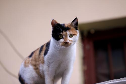 猫咬尾巴