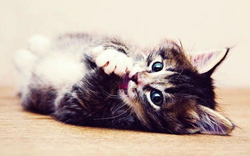 有趣的“猫”捉“老鼠”