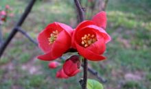 我发现海棠花也是我的老师