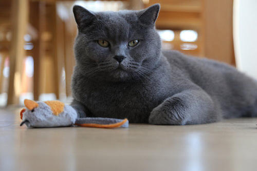 如果我是玩具小猫