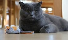 假如我是玩具小猫