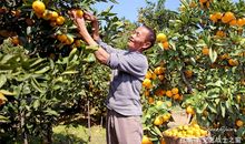 柑橘飘香