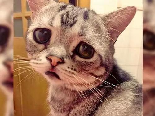 猫的悲伤感动了我的心